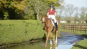 Emotions in horses: relaxed horse walking down a road