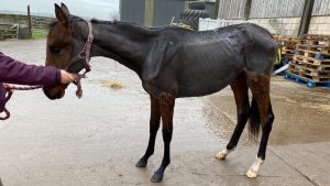 Horse owner George Turner was found guilty and sentenced at York Magistrates Court after the emaciated filly, pictured, had to be put down following her rescue