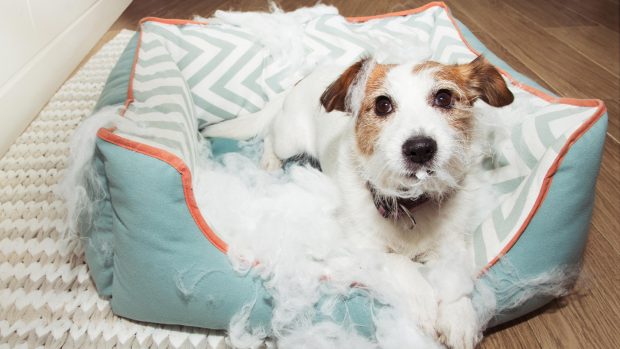 Terrier chewing up dog bed with stuffing everywhere