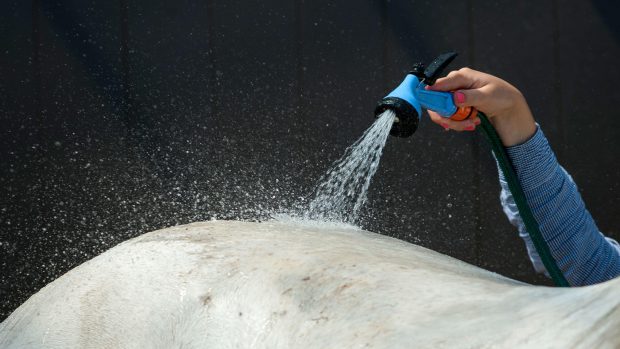Grey horse being showered with hose and shower head