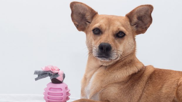 A mixed-breed female brown dog with big ears lying on the bed holding a chewing pink toy between the paws and looking at the camera