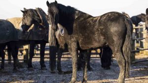 The army horses are back from their Christmas holidays.