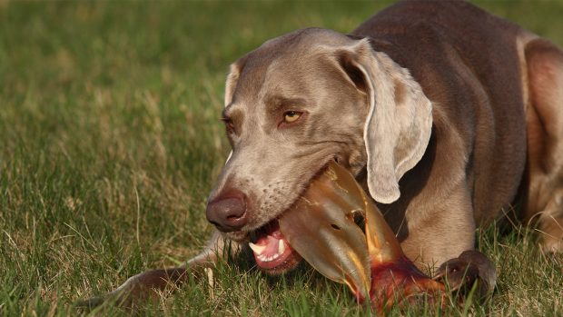 Weimaraner dog chewing on a pig's ear natural dog chew