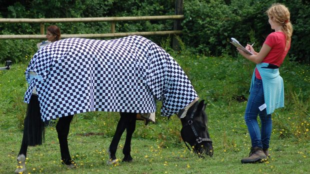 Zebra stripes research