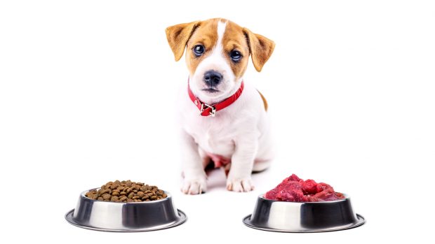 Puppy with choice of dog food bowls