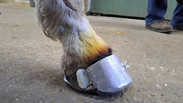 Joey’s hoof plate: hinged hoof plate for a horse recovering from keratoma