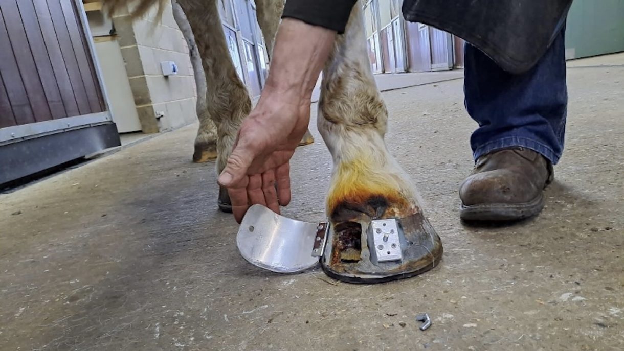 Farrier designs hinged hoof plate ‘door’ to aid horse’s recovery from