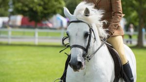 Welsh pony wearing showing numnah in showing class