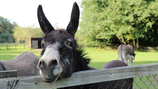 Donkey Sanctuary resident Oscar, pictured, has been put down aged 28