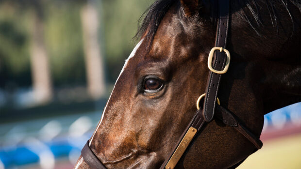 Close up of horse wearing leather headcollar