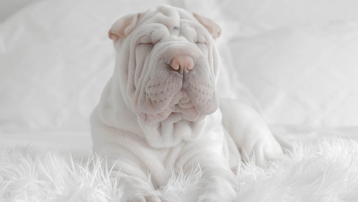 Best calming tablets for dogs to soothe and relax anxious pooches