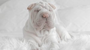 White shar pei puppy on calming dog bed