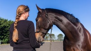 Woman clicker training her horse from the ground