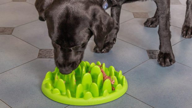 Labrador eating out of slow feeder bowl