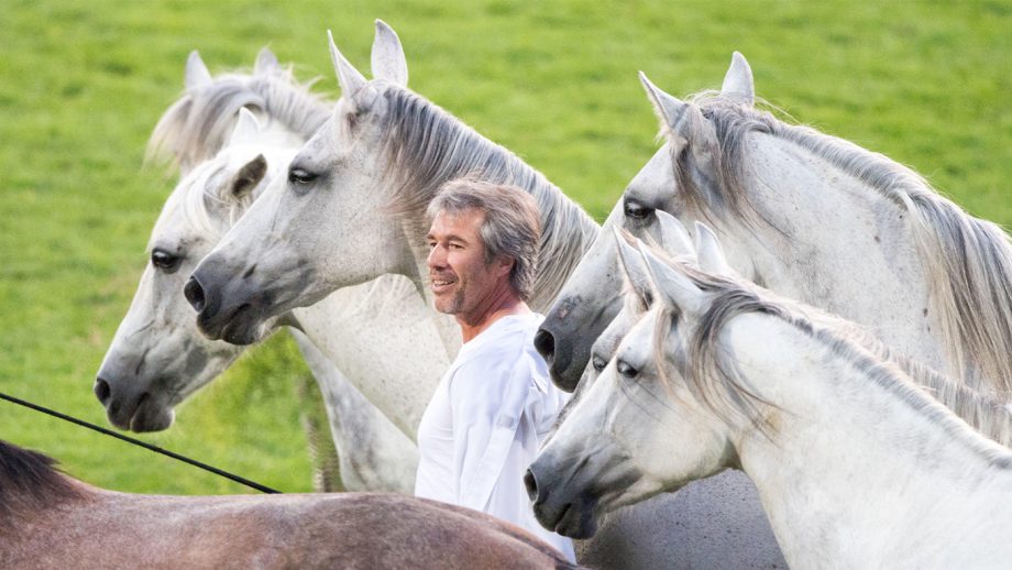 Horse liberty training what it’s all about Horse & Hound