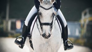 Dressage rider on horse face on so that you can see the stirrups either side