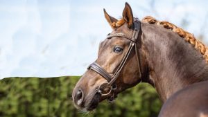 Hanoverian stallion San To Alati