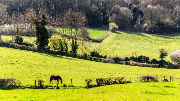 Horses carbon footprint