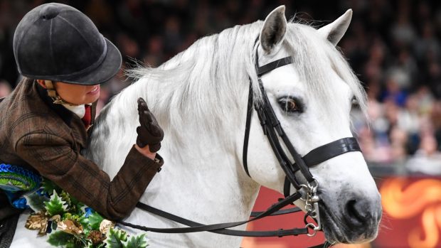 The showing qualifiers for the 2023 London International Horse Show have been announced, with almost 500 taking place at county and agricultural shows