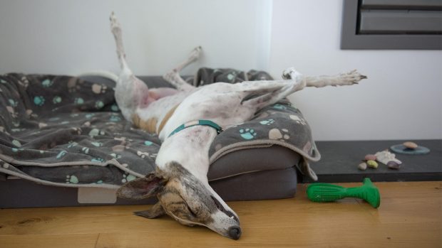 Large greyhound on a large dog bed