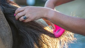 Woman brushing horse’s tail after using detangler