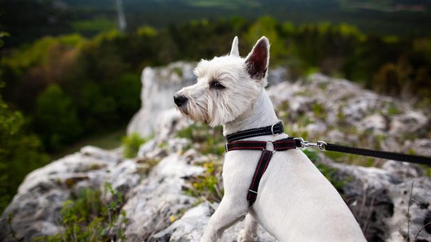 West highland white terrier in dog harness standing on a rock high up and looking back with beautiful panorama with forest and sky in the background