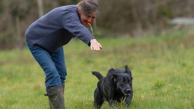Gundog trainer with a whistle sending a labrador retriever for a retrieve