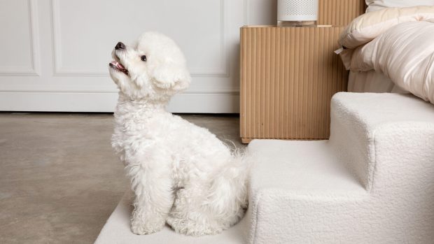 Poodle on dog bed stairs