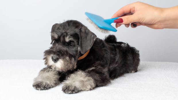 Mini Schnauzer being brushed with dog grooming brush