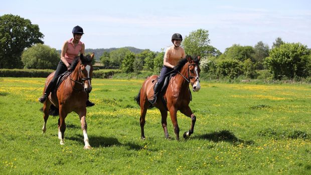 Bucking and rearing: cantering with others is often when a horse may show this sort of behaviour