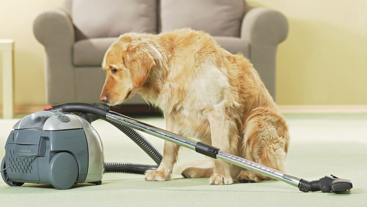 Best dog grooming brushes to deshed, detangle and remove mats