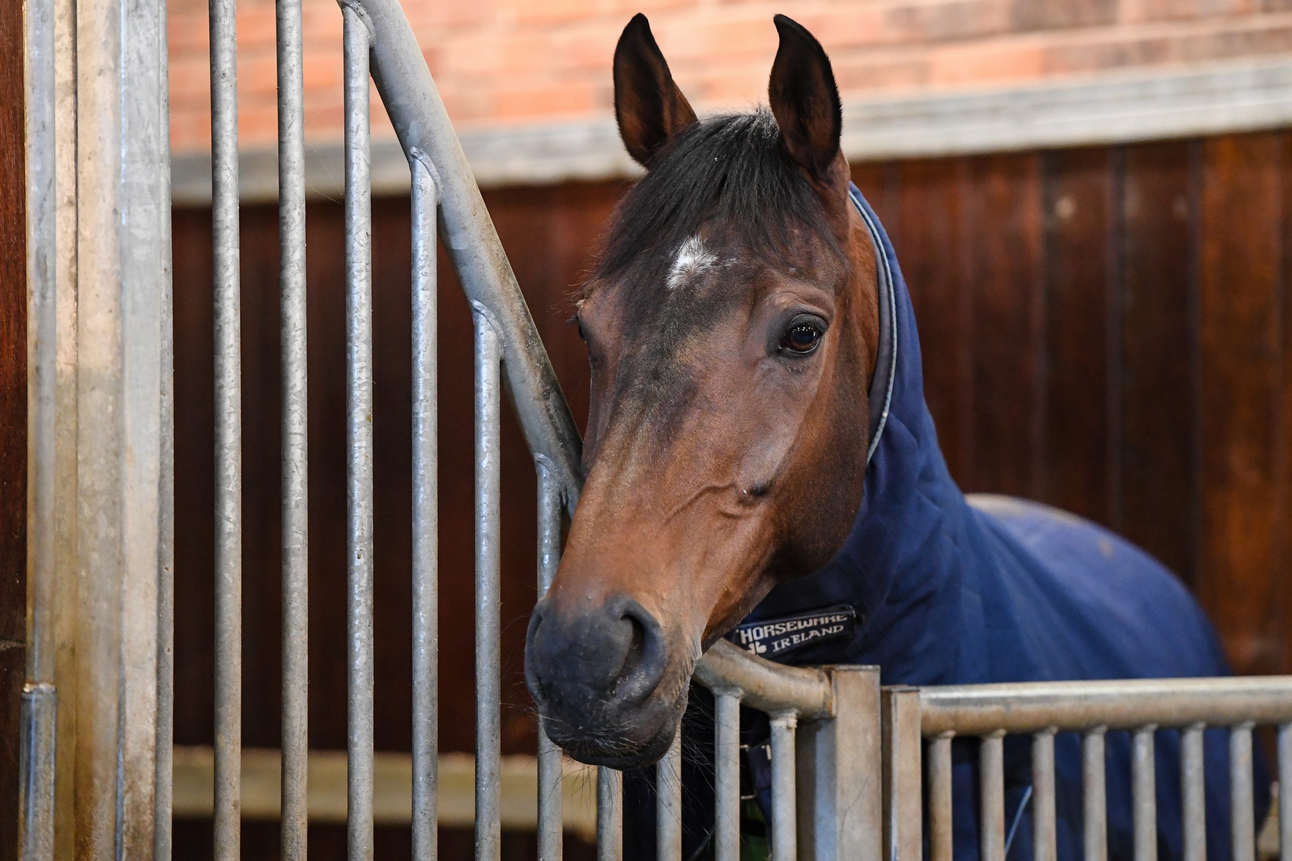 Cheltenham Festival Preview: behind the scenes with racehorse trainer Dan Skelton, Protektorat in his stable