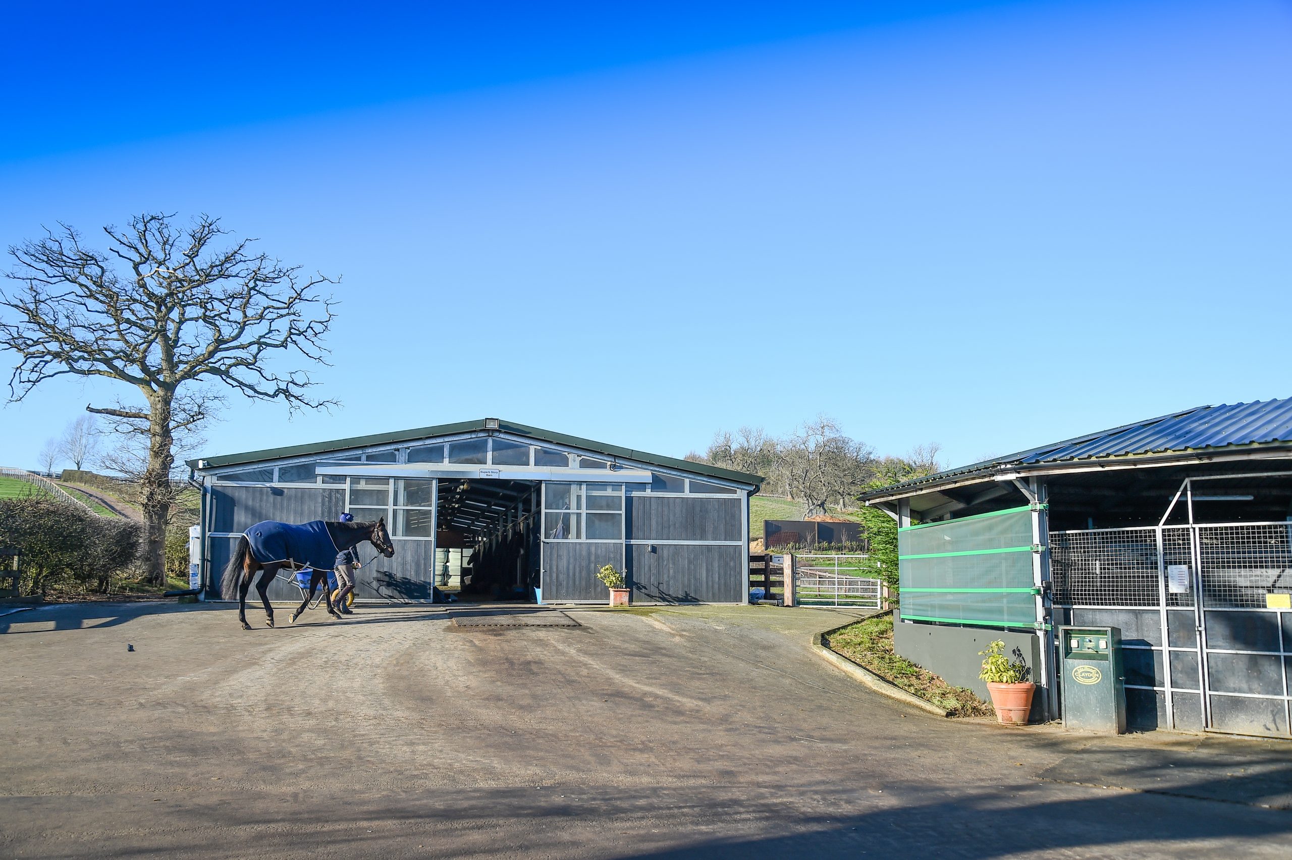 Cheltenham Festival Preview: behind the scenes with racehorse trainer Dan Skelton