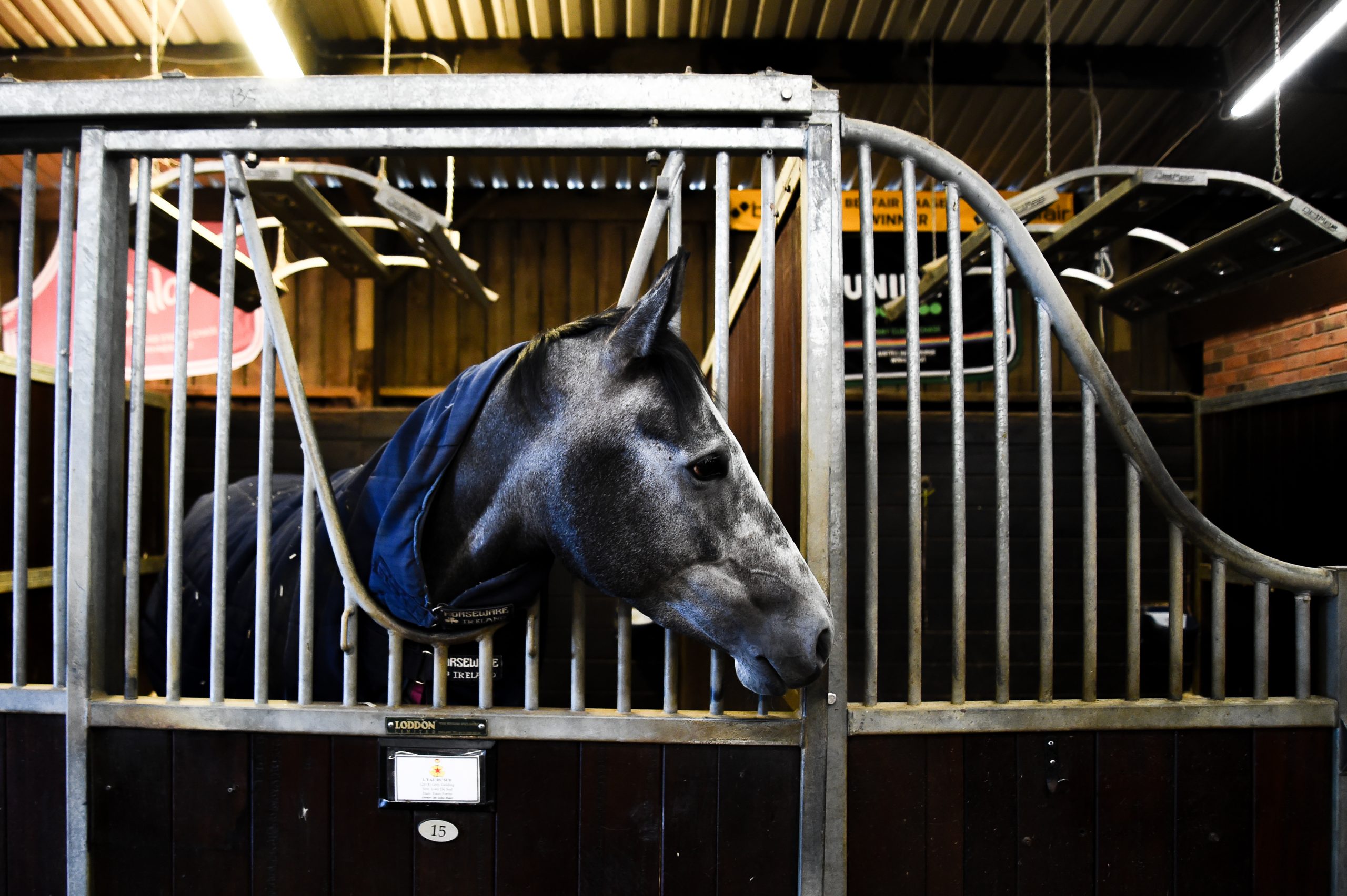 Cheltenham Festival Preview: behind the scenes with racehorse trainer Dan Skelton