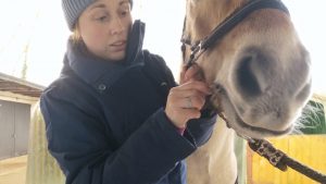 Performing EquiSal Tapeworm Test