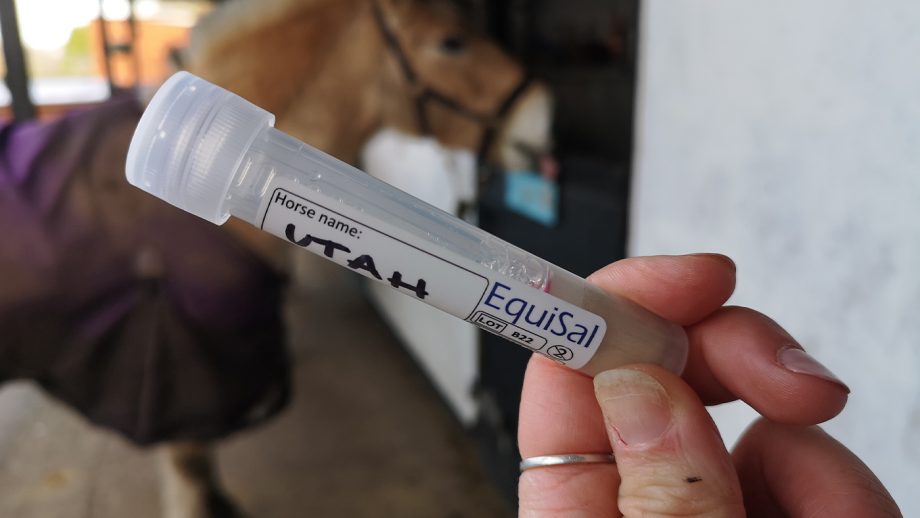 EquiSal Tapeworm Test swab in tube
