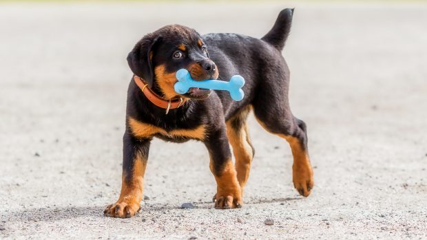 Rottweiler puppy with toy bone