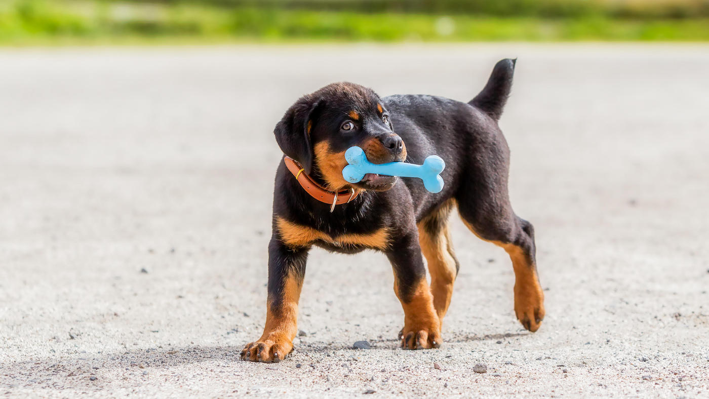 Best puppy chew bones to keep them occupied Horse & Hound TrendRadars
