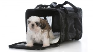 Shih Tzu puppy in soft crate for dogs