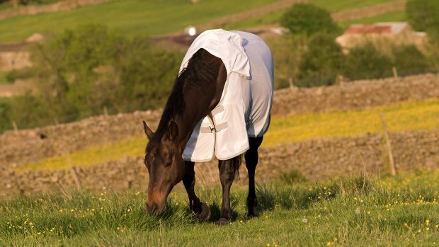 Horse wearing a cheap fly rug