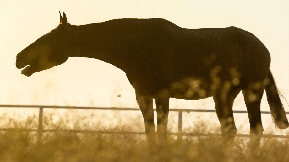 Horse coughing in field