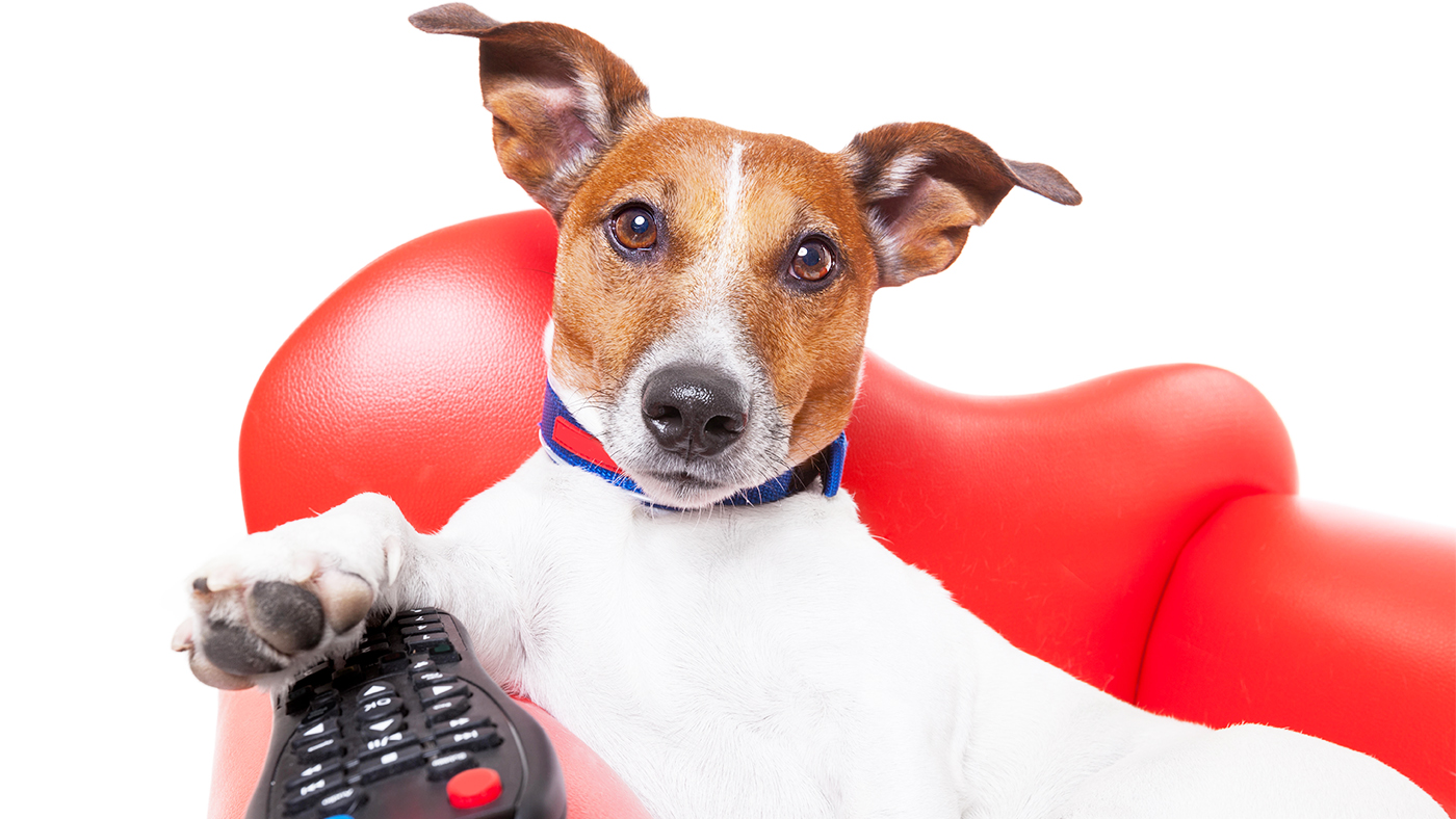 How one can watch Crufts 2024 from anyplace