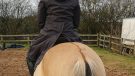 LeMieux Loire Waterproof Coat on horse from behind