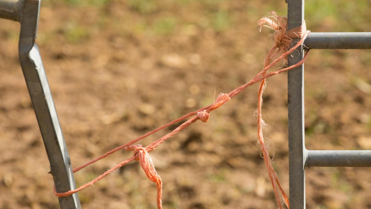 ‘Nothing will ever feel like this’ scientists’ joy as they work out definitive number of uses