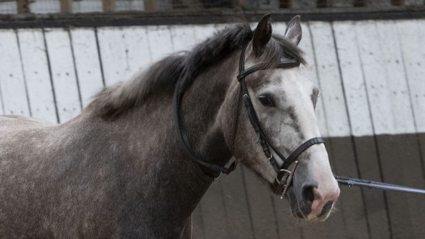 Police horse Nickleby