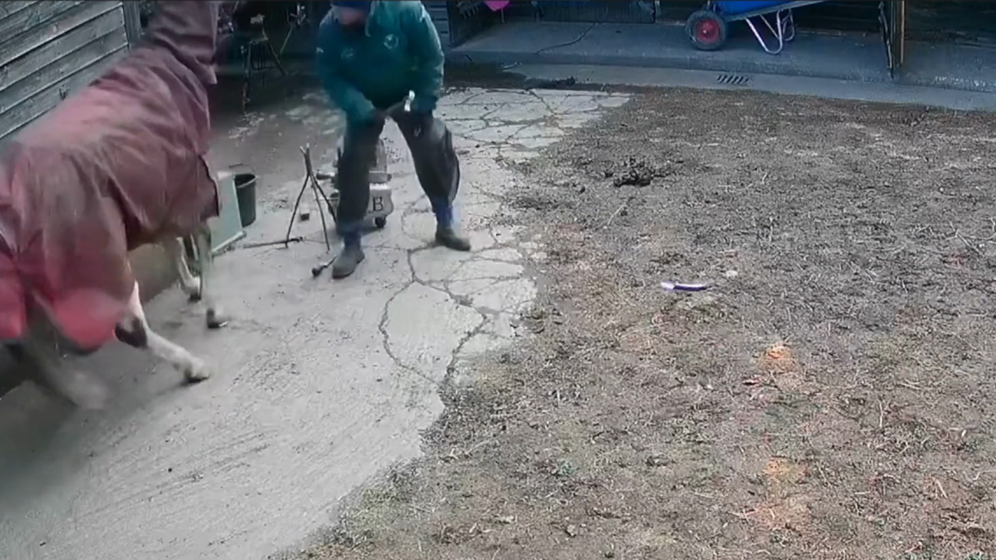 Farrier who hit horse with hammer in ‘barbaric assault’ loses enchantment towards animal ban