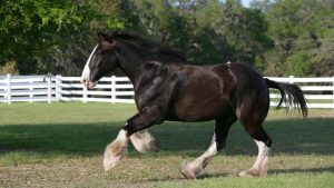 A new heavy horse class will feature in the 2023 SEIB Search for a Star series. Pictured, a Shire, one of the heavy horse breeds.