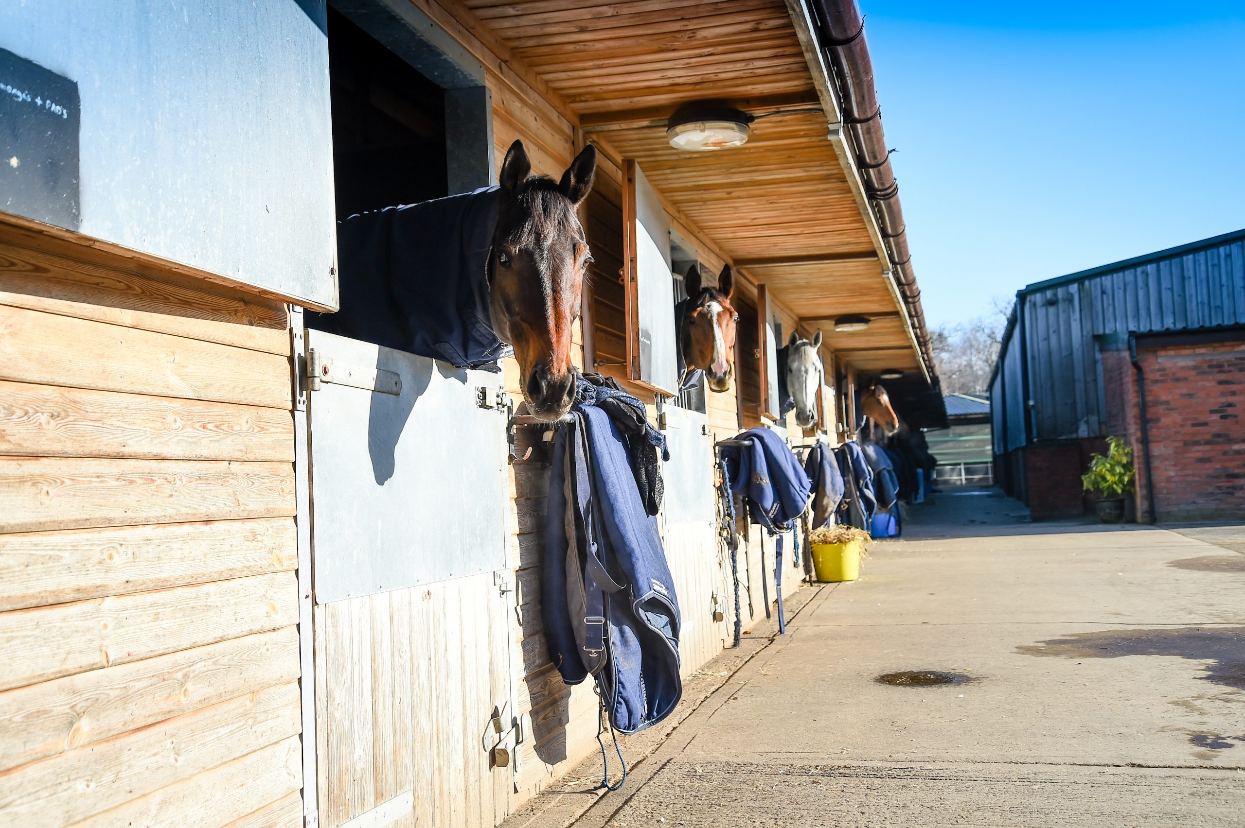 Cheltenham Festival Preview: behind the scenes with racehorse trainer Dan Skelton