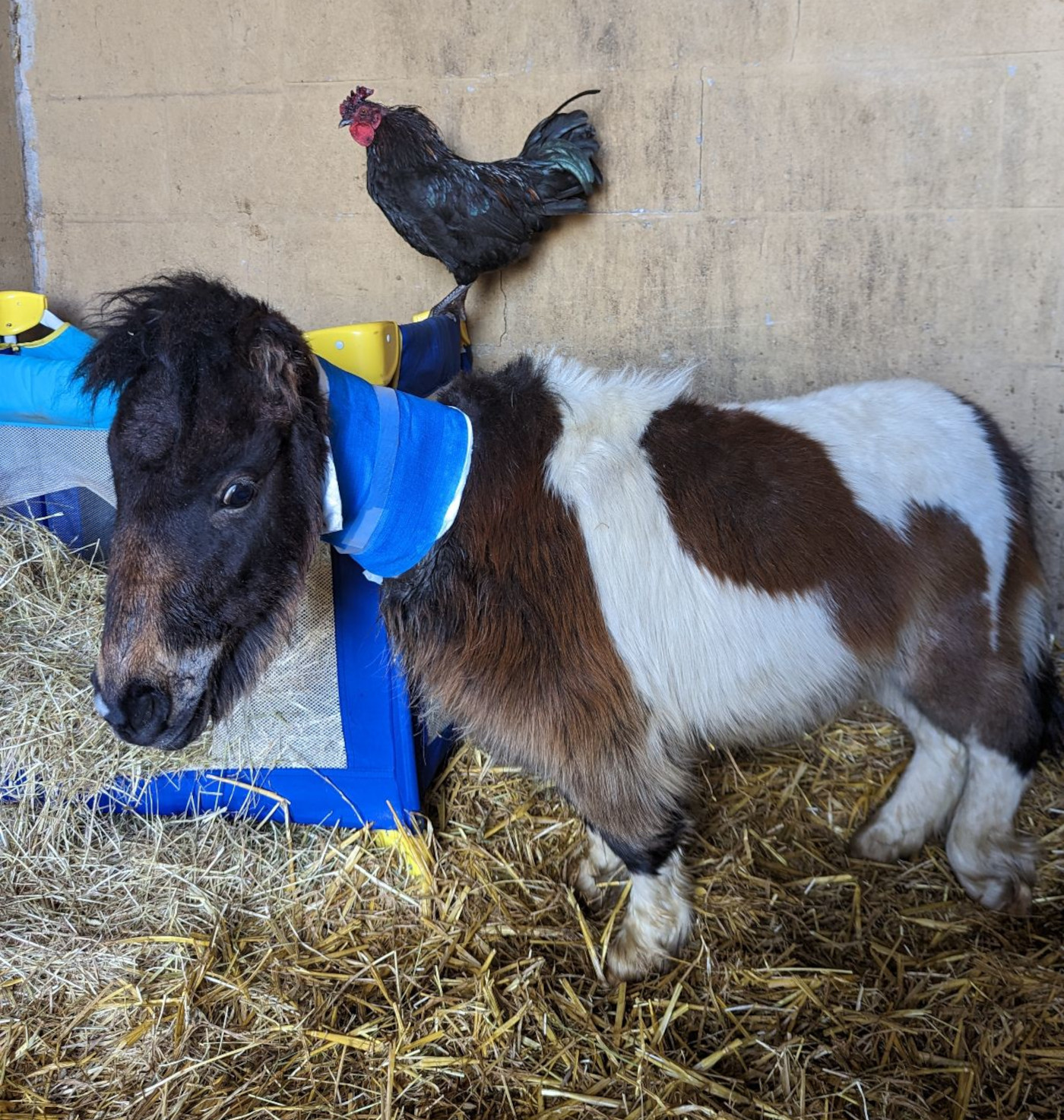 Tiny abandoned pony found with horrific tether injury *Warning