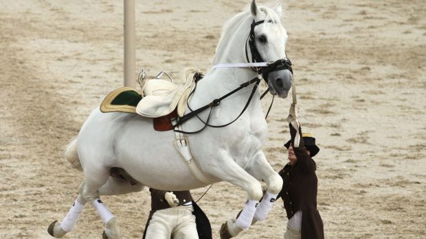 Pictured a Lipizzaner horse at the Spanish Riding School in Vienna, Austria